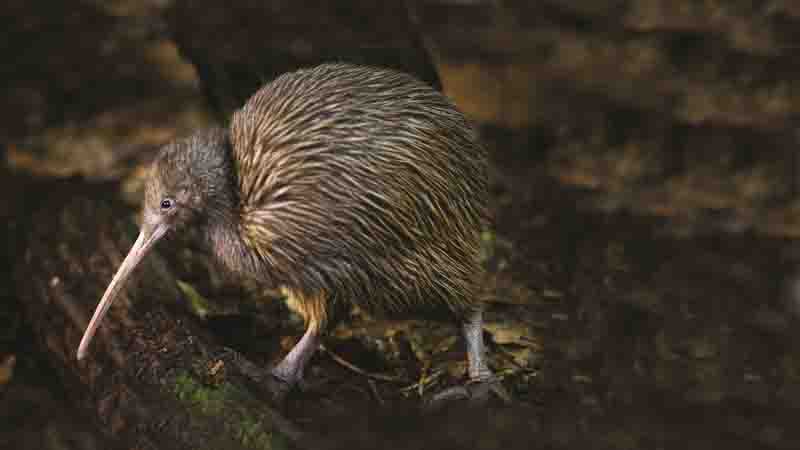 Get up close and personal to New Zealand's iconic national bird, the kiwi and an array of other native birds at the Otorohanga Kiwi House and Native Bird Park.